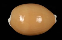 藏品(黃金寶螺)的圖片